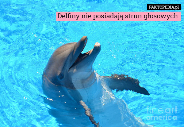 Delfiny nie posiadają strun głosowych. 