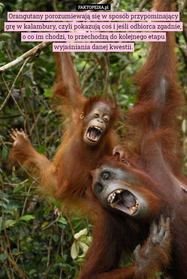 Orangutany porozumiewają się w sposób przypominający grę w kalambury, czyli pokazują coś i jeśli odbiorca zgadnie, o co im chodzi, to przechodzą do kolejnego etapu wyjaśniania danej kwestii. 