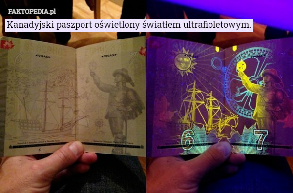 Kanadyjski paszport oświetlony światłem ultrafioletowym. 