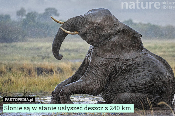 Słonie są w stanie usłyszeć deszcz z 240 km. 