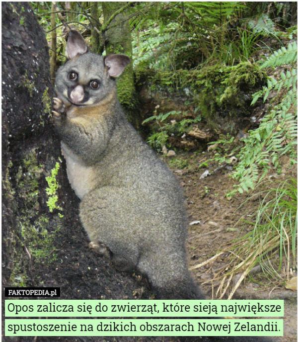 Opos zalicza się do zwierząt, które sieją największe spustoszenie na dzikich obszarach Nowej Zelandii. 