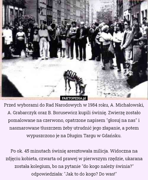Przed wyborami do Rad Narodowych w 1984 roku, A. Michałowski, A. Grabarczyk oraz B. Borusewicz kupili świnię. Zwierzę zostało pomalowane na czerwono, opatrzone napisem "głosuj na nas" i nasmarowane tłuszczem żeby utrudnić jego złapanie, a potem wypuszczono je na Długim Targu w Gdańsku.

Po ok. 45 minutach świnię aresztowała milicja. Widoczna na zdjęciu kobieta, czwarta od prawej w pierwszym rzędzie, ukarana została kolegium, bo na pytanie "do kogo należy świnia?" odpowiedziała: "Jak to do kogo? Do was!" 