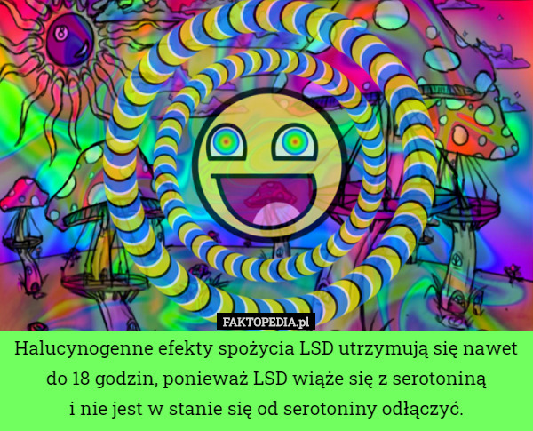 Halucynogenne efekty spożycia LSD utrzymują się nawet do 18 godzin, ponieważ LSD wiąże się z serotoniną
i nie jest w stanie się od serotoniny odłączyć. 