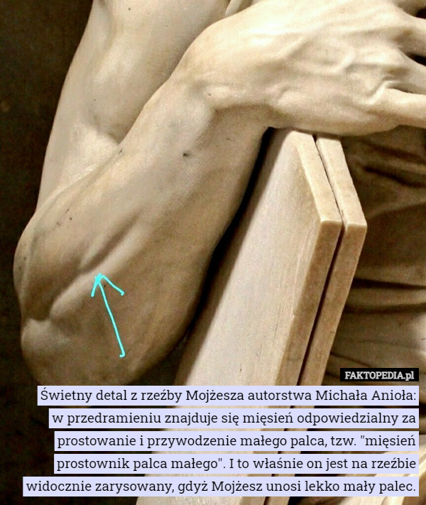 Świetny detal z rzeźby Mojżesza autorstwa Michała Anioła:
 w przedramieniu znajduje się mięsień odpowiedzialny za prostowanie i przywodzenie małego palca, tzw. "mięsień prostownik palca małego". I to właśnie on jest na rzeźbie widocznie zarysowany, gdyż Mojżesz unosi lekko mały palec. 