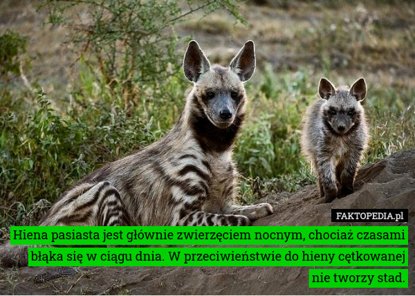 Hiena pasiasta jest głównie zwierzęciem nocnym, chociaż czasami błąka się w ciągu dnia. W przeciwieństwie do hieny cętkowanej nie tworzy stad. 