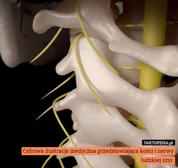 Cyfrowa ilustracja medyczna przedstawiająca kości i nerwy ludzkiej szyi. 