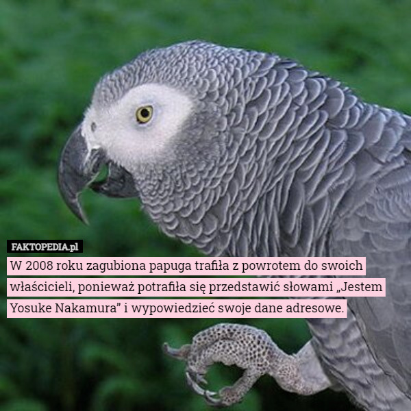 W 2008 roku zagubiona papuga trafiła z powrotem do swoich właścicieli, ponieważ potrafiła się przedstawić słowami „Jestem Yosuke Nakamura” i wypowiedzieć swoje dane adresowe. 