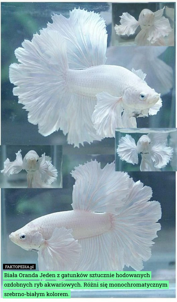 Biała Oranda Jeden z gatunków sztucznie hodowanych ozdobnych ryb akwariowych. Różni się monochromatycznym srebrno-białym kolorem. 