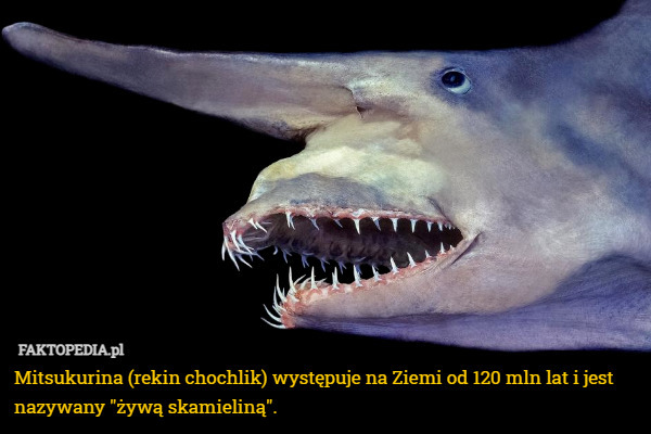 Mitsukurina (rekin chochlik) występuje na Ziemi od 120 mln lat i jest nazywany "żywą skamieliną". 