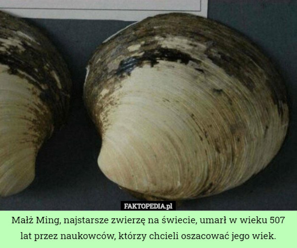 Małż Ming, najstarsze zwierzę na świecie, umarł w wieku 507 lat przez naukowców, którzy chcieli oszacować jego wiek. 