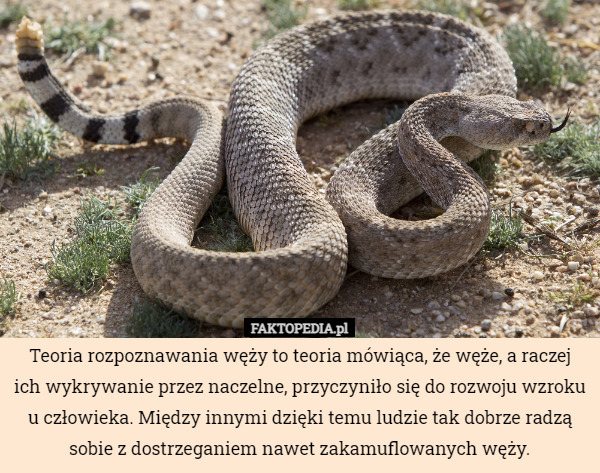 Teoria rozpoznawania węży to teoria mówiąca, że węże, a raczej ich wykrywanie przez naczelne, przyczyniło się do rozwoju wzroku u człowieka. Między innymi dzięki temu ludzie tak dobrze radzą sobie z dostrzeganiem nawet zakamuflowanych węży. 