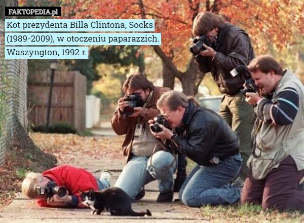 Kot prezydenta Billa Clintona, Socks (1989-2009), w otoczeniu paparazzich. Waszyngton, 1992 r. 