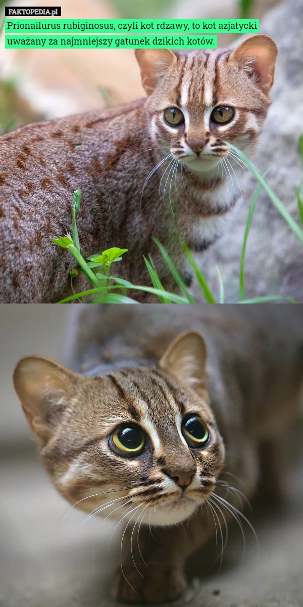 Prionailurus rubiginosus, czyli kot rdzawy, to kot azjatycki uważany za najmniejszy gatunek dzikich kotów. 