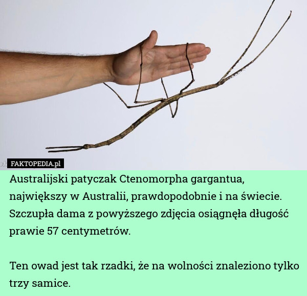 Australijski patyczak Ctenomorpha gargantua, największy w Australii, prawdopodobnie i na świecie. Szczupła dama z powyższego zdjęcia osiągnęła długość prawie 57 centymetrów.

Ten owad jest tak rzadki, że na wolności znaleziono tylko trzy samice. 