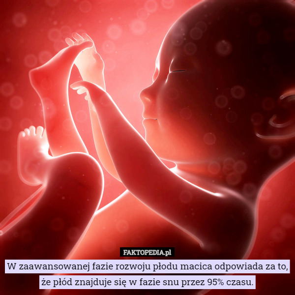 W zaawansowanej fazie rozwoju płodu macica odpowiada za to, że płód znajduje się w fazie snu przez 95% czasu. 