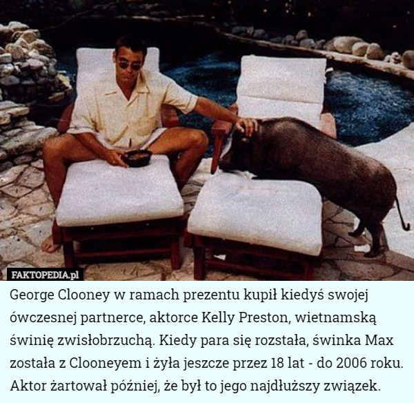 George Clooney w ramach prezentu kupił kiedyś swojej ówczesnej partnerce, aktorce Kelly Preston, wietnamską świnię zwisłobrzuchą. Kiedy para się rozstała, świnka Max została z Clooneyem i żyła jeszcze przez 18 lat - do 2006 roku. Aktor żartował później, że był to jego najdłuższy związek. 
