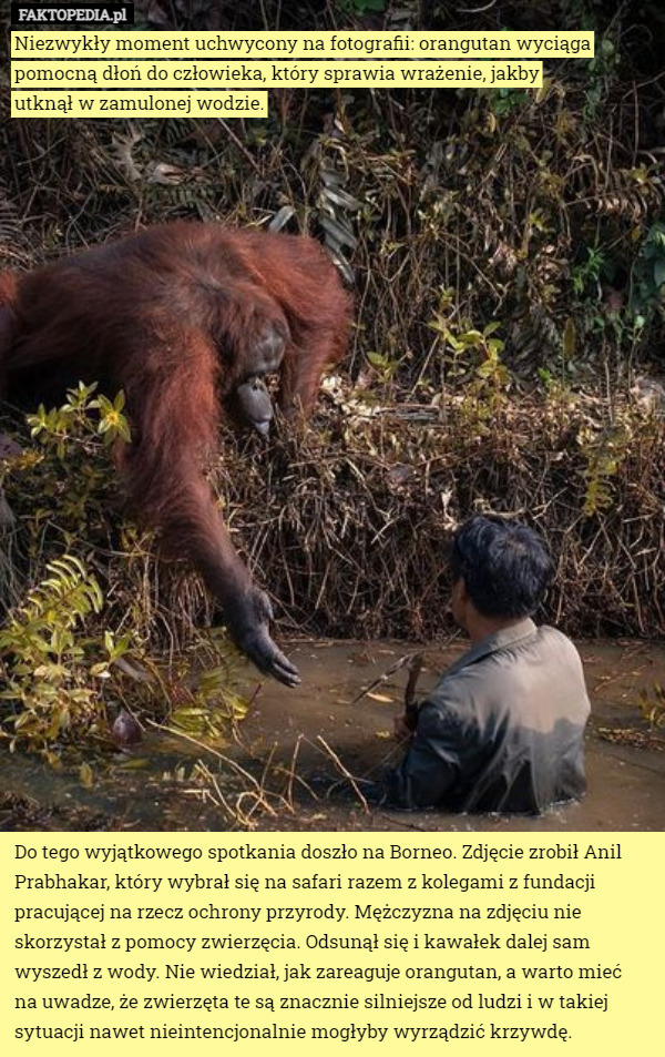 Niezwykły moment uchwycony na fotografii: orangutan wyciąga pomocną dłoń do człowieka, który sprawia wrażenie, jakby
 utknął w zamulonej wodzie.
























Do tego wyjątkowego spotkania doszło na Borneo. Zdjęcie zrobił Anil Prabhakar, który wybrał się na safari razem z kolegami z fundacji pracującej na rzecz ochrony przyrody. Mężczyzna na zdjęciu nie skorzystał z pomocy zwierzęcia. Odsunął się i kawałek dalej sam wyszedł z wody. Nie wiedział, jak zareaguje orangutan, a warto mieć
 na uwadze, że zwierzęta te są znacznie silniejsze od ludzi i w takiej sytuacji nawet nieintencjonalnie mogłyby wyrządzić krzywdę. 
