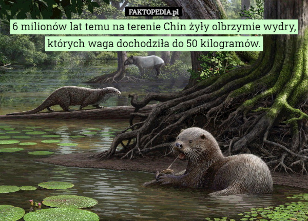6 milionów lat temu na terenie Chin żyły olbrzymie wydry, których waga dochodziła do 50 kilogramów. 