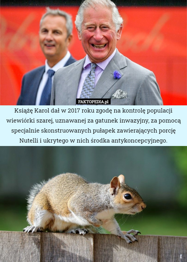 Książę Karol dał w 2017 roku zgodę na kontrolę populacji wiewiórki szarej, uznawanej za gatunek inwazyjny, za pomocą specjalnie skonstruowanych pułapek zawierających porcję Nutelli i ukrytego w nich środka antykoncepcyjnego. 