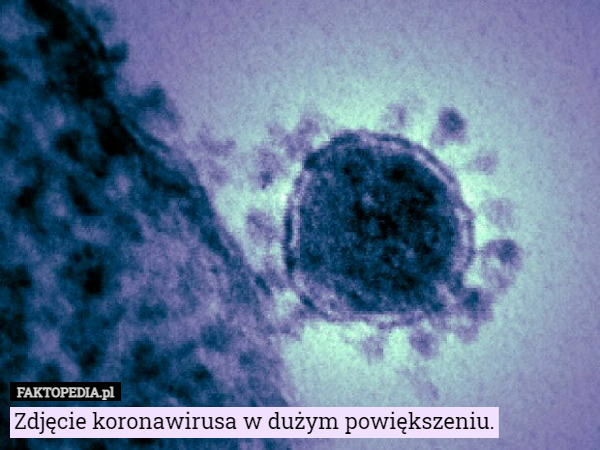 Zdjęcie koronawirusa w dużym powiększeniu. 