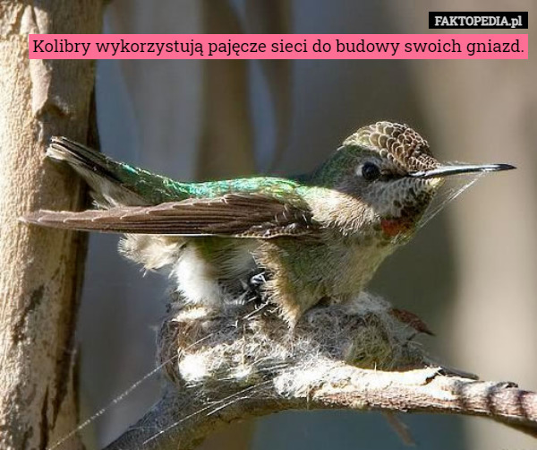 Kolibry wykorzystują pajęcze sieci do budowy swoich gniazd. 