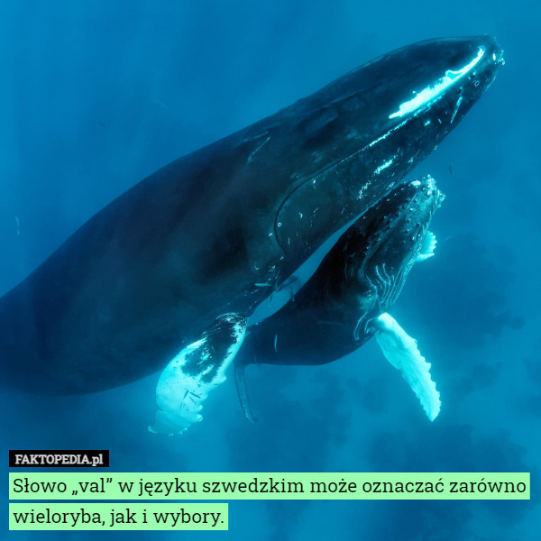 Słowo „val” w języku szwedzkim może oznaczać zarówno wieloryba, jak i wybory. 