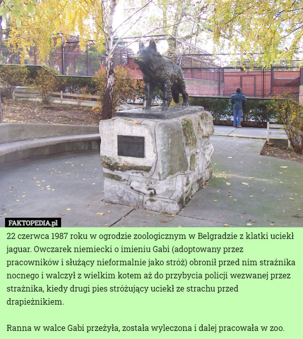 22 czerwca 1987 roku w ogrodzie zoologicznym w Belgradzie z klatki uciekł jaguar. Owczarek niemiecki o imieniu Gabi (adoptowany przez pracowników i służący nieformalnie jako stróż) obronił przed nim strażnika nocnego i walczył z wielkim kotem aż do przybycia policji wezwanej przez strażnika, kiedy drugi pies stróżujący uciekł ze strachu przed drapieżnikiem.

Ranna w walce Gabi przeżyła, została wyleczona i dalej pracowała w zoo. 
