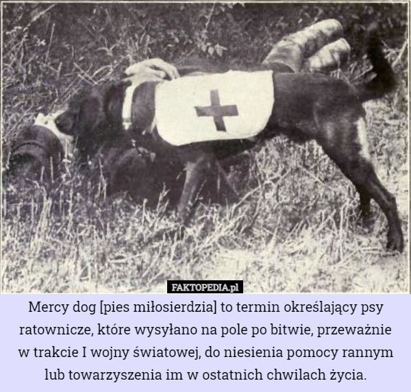 Mercy dog [pies miłosierdzia] to termin określający psy ratownicze, które wysyłano na pole po bitwie, przeważnie
 w trakcie I wojny światowej, do niesienia pomocy rannym lub towarzyszenia im w ostatnich chwilach życia. 
