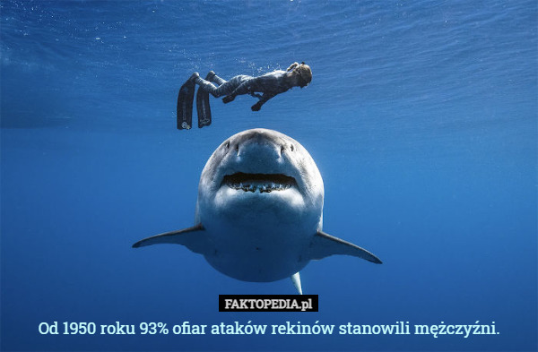 Od 1950 roku 93% ofiar ataków rekinów stanowili mężczyźni. 