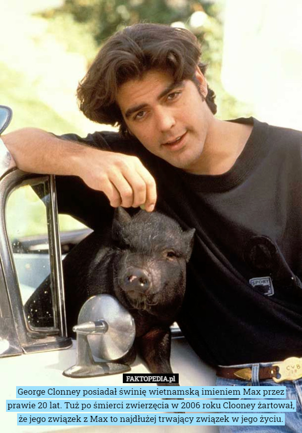 George Clonney posiadał świnię wietnamską imieniem Max przez prawie 20 lat. Tuż po śmierci zwierzęcia w 2006 roku Clooney żartował, że jego związek z Max to najdłużej trwający związek w jego życiu. 