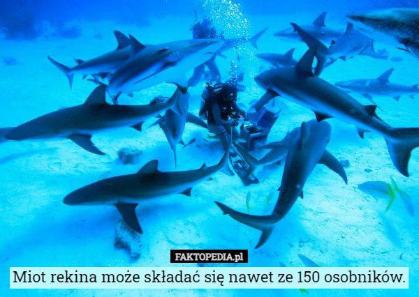 Miot rekina może składać się nawet ze 150 osobników. 