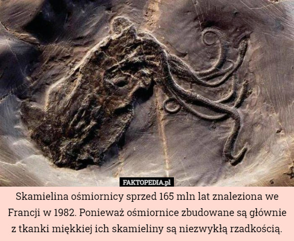Skamielina ośmiornicy sprzed 165 mln lat znaleziona we Francji w 1982. Ponieważ ośmiornice zbudowane są głównie z tkanki miękkiej ich skamieliny są niezwykłą rzadkością. 