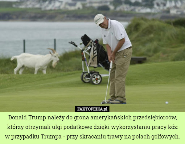 Donald Trump należy do grona amerykańskich przedsiębiorców, którzy otrzymali ulgi podatkowe dzięki wykorzystaniu pracy kóz: w przypadku Trumpa - przy skracaniu trawy na polach golfowych. 