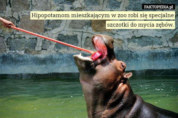 Hipopotamom mieszkającym w zoo robi się specjalne szczotki do mycia zębów. 
