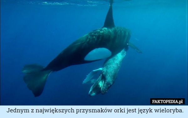 Jednym z największych przysmaków orki jest język wieloryba. 