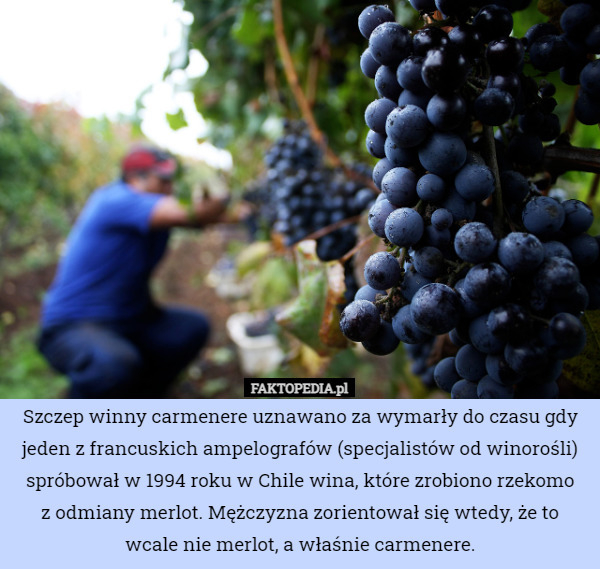 Szczep winny carmenere uznawano za wymarły do czasu gdy jeden z francuskich ampelografów (specjalistów od winorośli) spróbował w 1994 roku w Chile wina, które zrobiono rzekomo
z odmiany merlot. Mężczyzna zorientował się wtedy, że to wcale nie merlot, a właśnie carmenere. 
