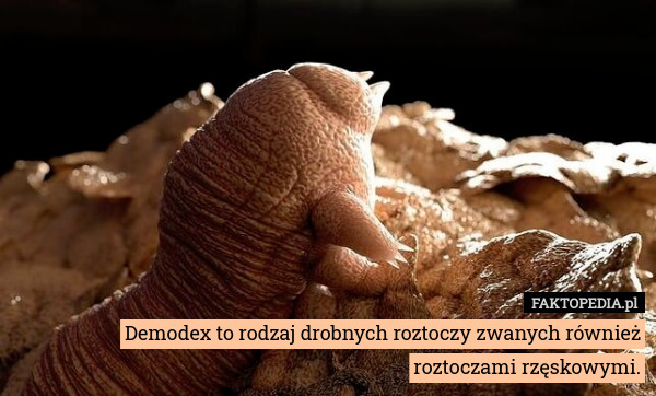 Demodex to rodzaj drobnych roztoczy zwanych również
roztoczami rzęskowymi. 