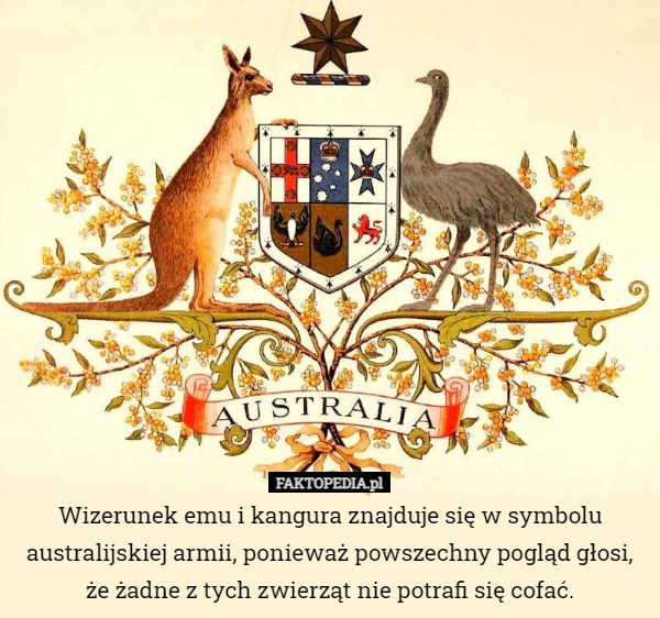 Wizerunek emu i kangura znajduje się w symbolu australijskiej armii, ponieważ powszechny pogląd głosi, że żadne z tych zwierząt nie potrafi się cofać. 