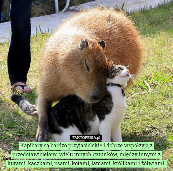 Kapibary są bardzo przyjacielskie i dobrze współżyją z przedstawicielami wielu innych gatunków, między innymi z kurami, kaczkami, psami, kotami, lamami, królikami i żółwiami. 