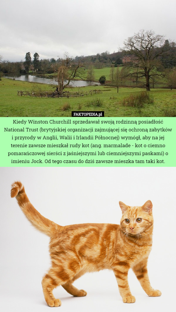 Kiedy Winston Churchill sprzedawał swoją rodzinną posiadłość National Trust (brytyjskiej organizacji zajmującej się ochroną zabytków i przyrody w Anglii, Walii i Irlandii Północnej) wymógł, aby na jej terenie zawsze mieszkał rudy kot (ang. marmalade - kot o ciemno pomarańczowej sierści z jaśniejszymi lub ciemniejszymi paskami) o imieniu Jock. Od tego czasu do dziś zawsze mieszka tam taki kot. 