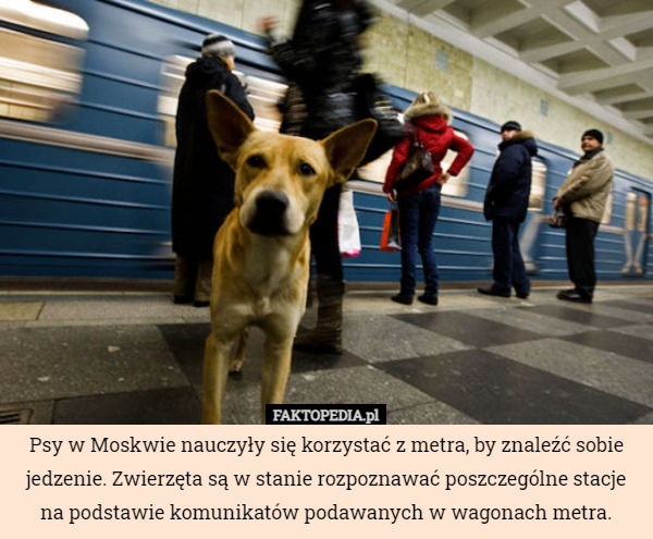 Psy w Moskwie nauczyły się korzystać z metra, by znaleźć sobie jedzenie. Zwierzęta są w stanie rozpoznawać poszczególne stacje na podstawie komunikatów podawanych w wagonach metra. 