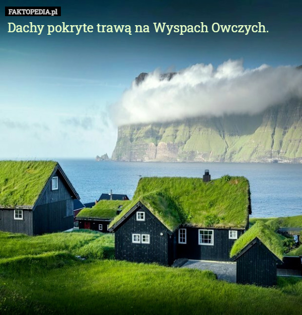 Dachy pokryte trawą na Wyspach Owczych. 