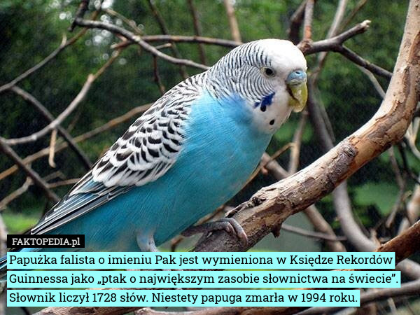 Papużka falista o imieniu Pak jest wymieniona w Księdze Rekordów Guinnessa jako „ptak o największym zasobie słownictwa na świecie”. Słownik liczył 1728 słów. Niestety papuga zmarła w 1994 roku. 