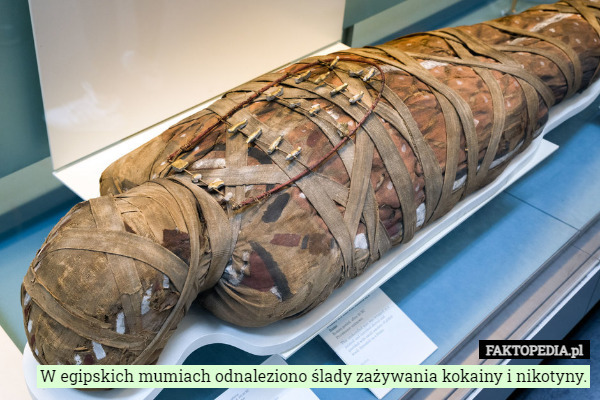 W egipskich mumiach odnaleziono ślady zażywania kokainy i nikotyny. 