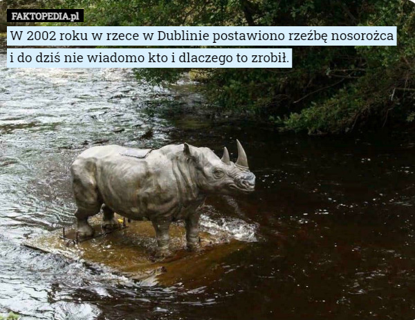 W 2002 roku w rzece w Dublinie postawiono rzeźbę nosorożca
 i do dziś nie wiadomo kto i dlaczego to zrobił. 