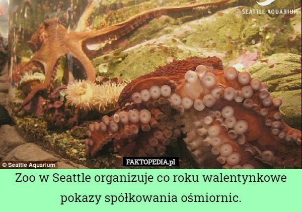 Zoo w Seattle organizuje co roku walentynkowe pokazy spółkowania ośmiornic. 