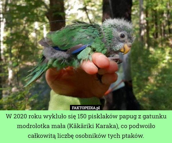 W 2020 roku wykluło się 150 pisklaków papug z gatunku modrolotka mała (Kākāriki Karaka), co podwoiło całkowitą liczbę osobników tych ptaków. 