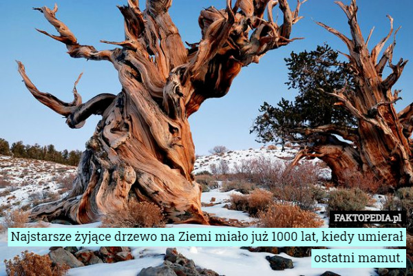 Najstarsze żyjące drzewo na Ziemi miało już 1000 lat, kiedy umierał ostatni mamut. 