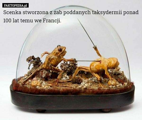 Scenka stworzona z żab poddanych taksydermii ponad 100 lat temu we Francji. 