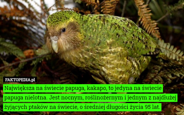 Największa na świecie papuga, kakapo, to jedyna na świecie papuga nielotna. Jest nocnym, roślinożernym i jednym z najdłużej żyjących ptaków na świecie, o średniej długości życia 95 lat. 